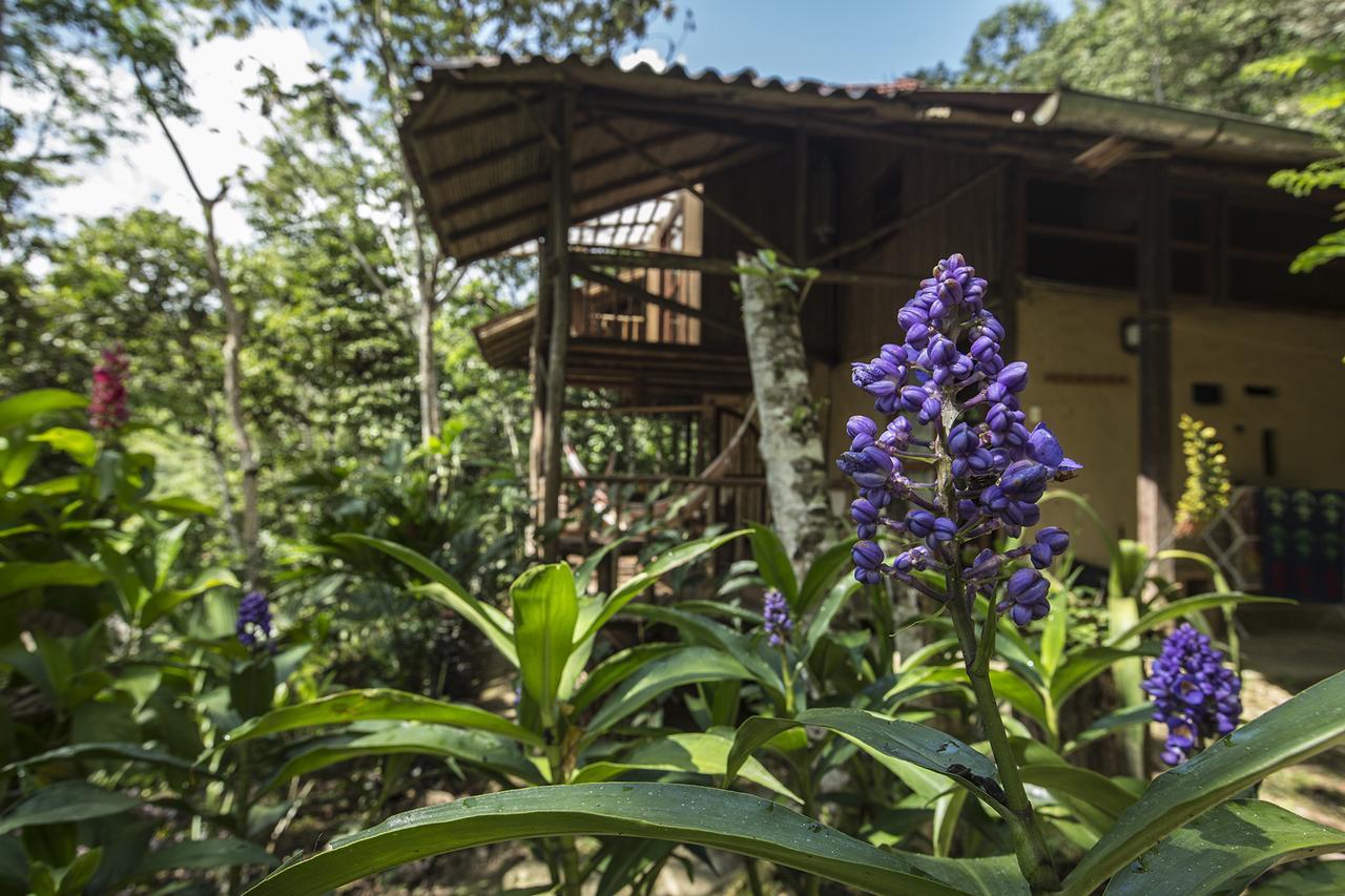 Chirapa Manta Amazon *